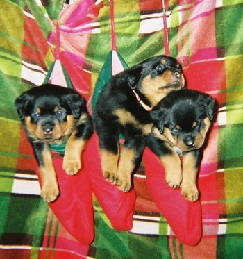 The stockings were hung in the whelping box with care.... L to R: Red Male, Pink Female, Blue Male.
