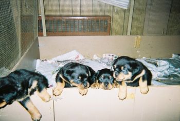 Posing the puppies was not an easy task, first there was 4....

