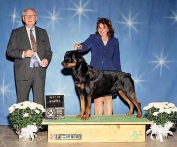 CH. Phantom Wood Indian River, TDX, taking Best of Winners at the Janesville/Beloit Kennel Club Show handled by Holley Eldred. River is owned by Brad Pinter and is OFA Excellent with OFA elbows. For more pictures and info on River, please click on his name "RIVER".
