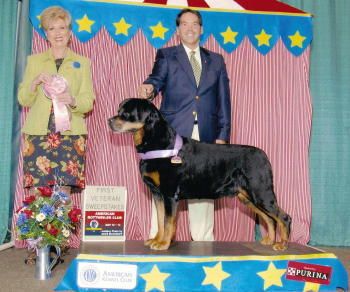 Sire: BIS/BISS Select CH Pepperhaus Praetorian CD, ARC Silver Sire OFA Good Elbows OFA Cardiac Clear CERF shown winning Best Veteran at the 2006 ARC National handled by Perry Payson. Owned by Jan and Terry Kerrigan.
