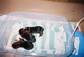 Babies in the warming box.
