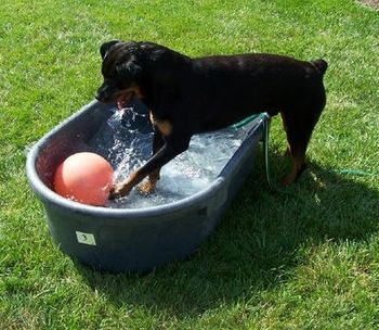 Ivan playing ball in his pool
