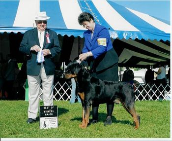 CH Phantom Wood Herbert v. Glen Oaks TDX RN. Herbie finished his Championship with 3 majors and a Best of Opposite Sex at the Waukesha, Wisc. Cluster. At the Cudahy Kennel Club Show in August '06, he went Best of Breed over Specials (expertly handled by Kimm McDowell). Herbie is owned by Donna Garske from Wisconsin and is OFA Excellent with OFA Elbows. Thank you Kimm and Congratulations Donna! Way to Go!!
