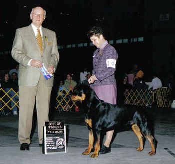 Phantom Wood Irresistable Baron winning a major handled by Kim Halcom. Baron went on to finish his AKC Championship, handled by Kim. Baron is owned by Patty Bulanda of Illinois and is OFA Good with OFA elbows. For more pictures and info on Baron, please click on his name "BARON".
