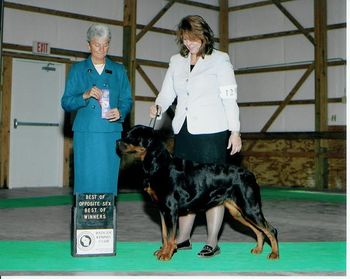Halle & Holley E. winning a major at the Madison, Wisc. show.
