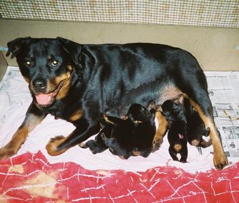 Indy and babies.

