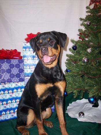 Phantom Wood Laidy Zelma - her first Christmas - owned by Sara Medick of Wis. Zelma is from my L litter.
