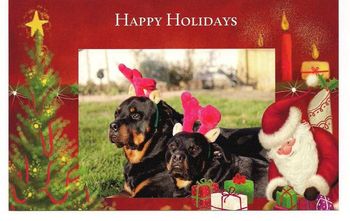 Merry Christmas! from Kathi and JIm and Stryker and Jet.
