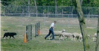 Phantom Wood High Roller CD HT PT HS RN (Zoey) bringing the sheep through the middle gate with handler Amanda Nickle. Zoey is from my H litter and is owned by Susan Harvey.
