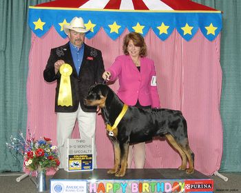Phantom Wood Indian River placing 3rd in his puppy class at the Colonial Rottweiler Club Specialty in conjuction with the American Rottweiler Club Specialty. The "Happy Birthday" sign is very appropriate!
