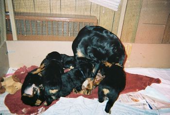 This is definitely a "puppy pile"..
