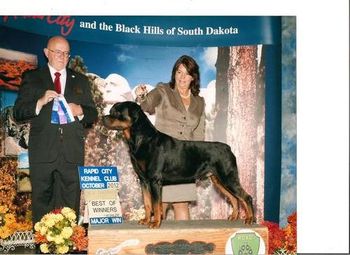 Lenny winning his 3rd major in South Dakota with handler Holley Eldred. Lenny is owned by Karla Niessing and Kraig & Sara Maduscha and needs just 1pt to finish his AKC Championship.
