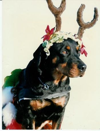 My first Rottweiler, Lola, all dressed up for a Christmas parade.
