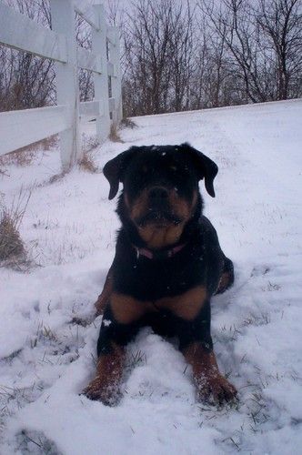 Noel in the snow - about 8 mo. old.
