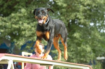 ARCHX Phantom Wood Hyperion VCD2 RAE AX MXJ MXF CDX TD ASCA CDX RL1X RL2X RL3 CL-3 "Mace". Mace is the first Rottweiler to obtain the AKC Rally Novice Title. He was the only Rottweiler to rank at the MXF level. He is the second Rottweiler to earn the ARCH title. He is ranked in several National Rankings including the American Rottweiler Club 2005 Top Ten Novice Rally , the ARC 2005 Top Ten Novice Standard Agility (#1) and the Jumpers with Weaves standings (#2). Mace also made the 2005 APDT National Rankings and the 2005 APDT Top 20. Mace is owned by Brenda Finnicum of New York.
