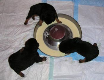 Puppies get their first "real dog" meal - goat milk, egg, yogurt and rice cereal.
