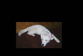 Maya Snowblue is solid white with blue eyes, and she is also the alpha female at our house and a great mom too. She has nursed puppies that she didn't give birth to in the past.