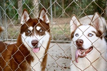 Here are Glory and Maggie now. They are two gorgeous girls! Here is Glory's pedigree. If you hit on both parents and go back one more generation, for each parent, you will see all of the champions.