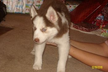 Meet Tala, our Maya and Rusty's granddaughter! This little girl loves to bite her grandma's tail. Maya has taken her as her own.