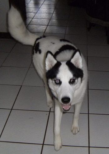 Chelsie is a very striking black and white piebald. She loves to give kisses to everyone who visits. She also likes to run around the house stealing treats from everybody.