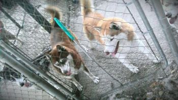 From left to right: Cheyenne, agouti and white boy; Glory, mahogany girl; Toby, red and white boy; Maggie (you can barely see her face on the right upper corner), mahogany and white piebald girl.