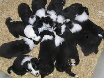 Enjoying a meal with a litter of Border Collies. They were only 10 days apart in age so grew up together.
