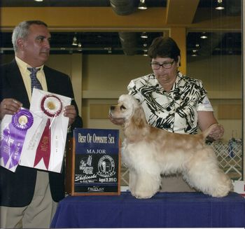 "Dora" is sired by Ch. Foley and Blondheims easy on my heart and out of Ch Kenwood's Jasmine.  "Dora" finished with specialty sweeps wins and majors in top competition.
