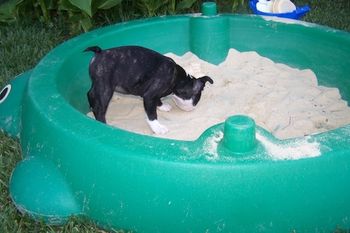 O'Doule (AKA Dooley) checking out the sandbox.
