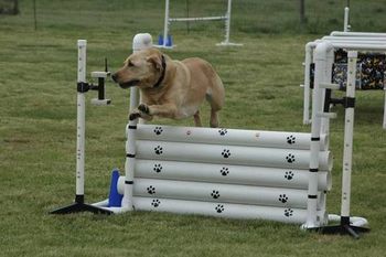 Wow. This dog just keeps JUMPing. Ummm can someone come up with a better description for these pix????? Thanks :)

