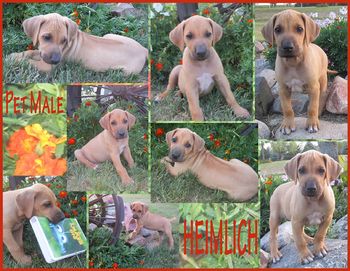 Heimlich - Pet Male - 7 weeks
