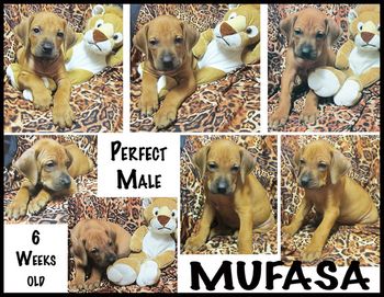 Mufasa - Perfect Male
