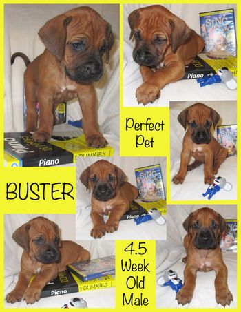 "Buster" 4.5 weeks old from the 'Sing' litter
