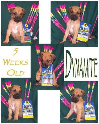 5 Weeks - Dynamite
