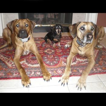 Shanti (left) and friends Meg x Charlie Loved by Kathy and Paul Oakland Township, MI
