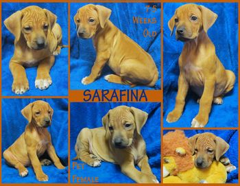 Sarafina - Pet Female
