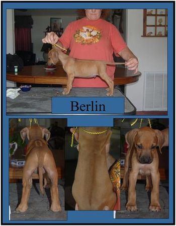 Rocky at 8 weeks when he was known as "Berlin" from the "Cities Litter".

