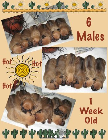 Males - 1 Week
