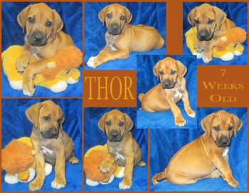 Thor
