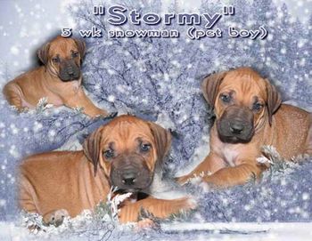 Stormy - 5 Weeks
