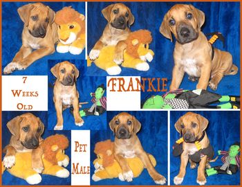 Frankie - 7 Weeks
