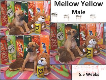 Mellow Yellow - Male
