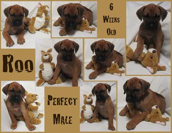 Roo - Perfect Male
