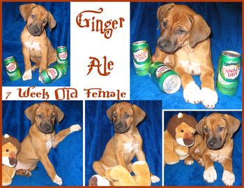 Ginger Ale
