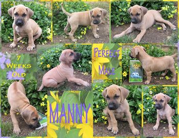 Manny - Perfect Male - 7 wks
