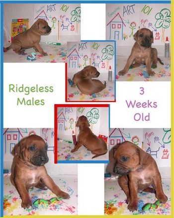 Ridgeless Males - 3 Weeks
