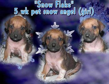 Snow Flake - 5 Weeks
