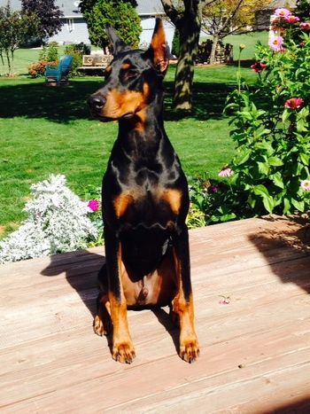 Fayek's Minion V Windsong CGC "Minion"
Sire: Multi CH Thriller De Black Shadow
Dam: UKC CH/Int'l CH Windsong's The Spy Who Loved Me