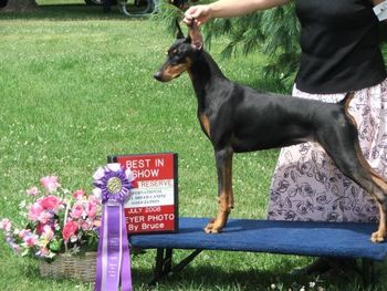 Multi BIMBS, Multi RBIMBS UKC GrCH/Int'l CH Sevenly Can Only Heirmagine (AKC Ptd) "Layla" Sire: Multi CH Thriller De Black Shadow Dam: Int'l CH Sevenly In God We Trust