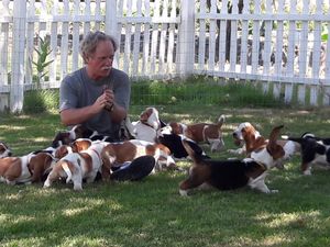Beautiful 2019 puppies