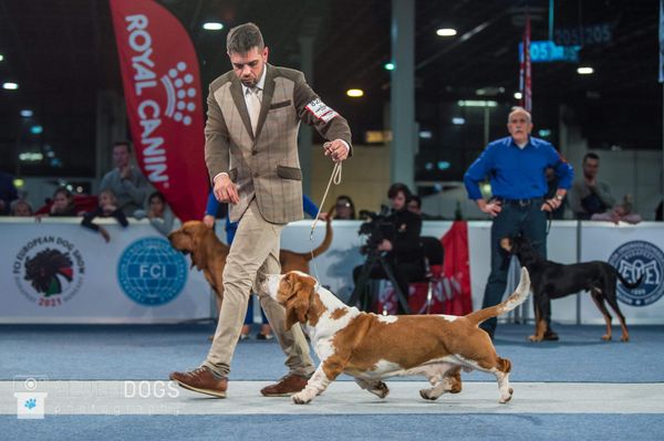 Mario, first litters in the late 2020 Multiple champion of Europe. !st Generation in USA